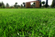 Zakładnie trawników z rolki i siewu