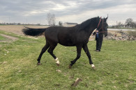 Ogierek 162cm koń 2 lata po ogierze Bas klacz