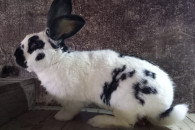 Samiec Srokacz Niemiecki